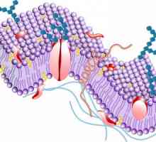 Funkcije plazma membrane ćelije