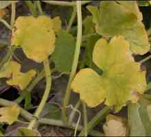 Fusarium Wilt biljaka: pojave simptoma