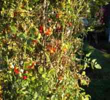 Fusarium Wilt paradajza - bolest koja je lakše spriječiti nego cure