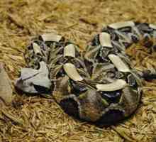 Gaboon zmije: opis, navike i zanimljivosti