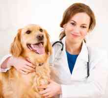Gdje je najbolje veterinarske ambulante obalnog područja?