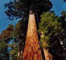 Gdje raste najveći drvo na svijetu