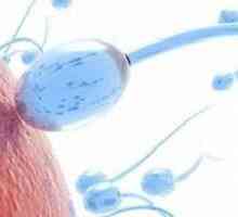Gdje da doniraju analizu sperme? Rezultati analiza transkript
