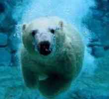 Gdje su polarni medvjedi? retoričko pitanje