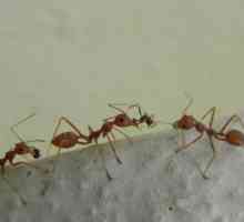 Gel od mrava "veliki ratnik" - efikasno sredstvo