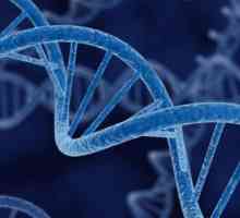 Gen, genom, hromozoma: definicija, struktura, funkcija