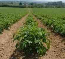 Herbicidi za krumpir - poslednji argument protiv korova