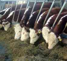Hereford krave: posebno uzgoj, sadržaj cijene za mlade i uzgoj životinja