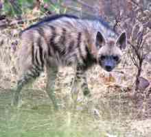 Prugasta hijena (Hijena Hijena): opis, stanište. svijetu hijena
