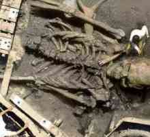 Giant skeleti ljudi: istinu ili falsifikovanje iskusniji?