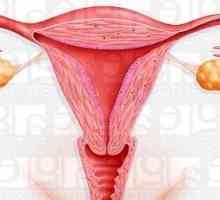 Hipoplazije endometrijuma i njegovoj ulozi u neplodnosti
