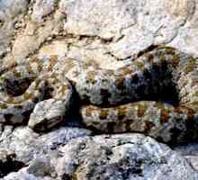 Viper - zmija je opasno, ali vrijedan lijek za otrov