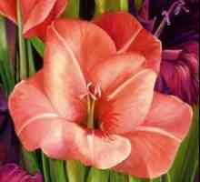 Gladiola: njegu i uzgoj. Savjeti iskusni vrtlari