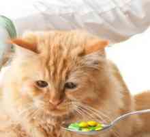 Anthelmintik za mačke i mačiće - odabir i primjenu