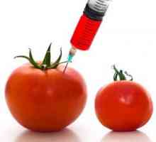 GMO: dekodiranje i opasnosti