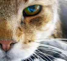 Suppurating oči mačke, šta da radim? Zašto mačke oči gnoji