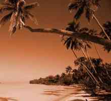 North Goa: plaže u ritmu reggae