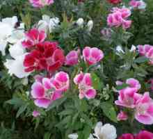 Godetsiya: sadnju i brigu o vrtu cvijeće