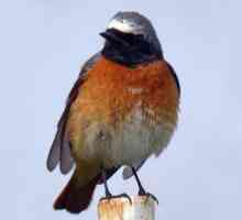 Zajedničke Redstart - lepo i korisno ptica