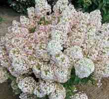 Hortenzija Bobo: sadnju i njegu. Hydrangea paniculata Bobo