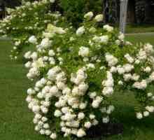 Hortenzija "grandiflora" - bogato cvjetanja grm za svoj vrt