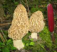 Morel gljiva: vrste i jedenje