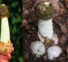 Gljiva Veselka i njegove primjene u medicini