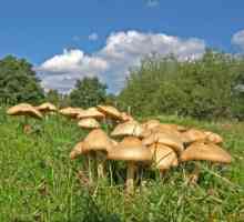 Kuhanje gljiva: livada gljive