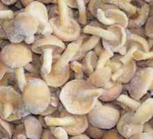 Umaku od gljiva smrznute gljive: recept. umaku od gljiva smrznute gljive sa pavlakom u multivarka
