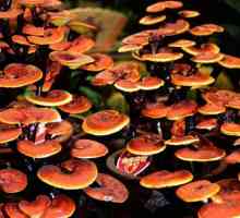 Ganoderma gljiva: terapeutska svojstva i primjena. Komentari doktora i pacijenata