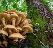 Gljive na panjevima: opis, imena, vrste, i recenzije
