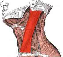 Sternokleidomastoidnog mišića: glavnu ulogu u ljudskom tijelu