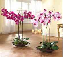 Phalaenopsis orhideje tla za potrebe?