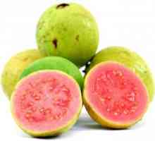 Guava - egzotičnog voća, i vrlo korisno
