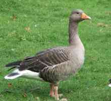 Grey Goose velika. Čuvanje i uzgoj pasmine