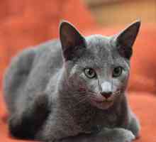 Priroda ruske plave mačke. Ruska plava mačka: opis, briga, cijena