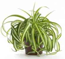 Chlorophytum: korisna svojstva nezahtevna biljka