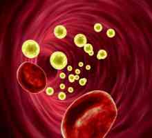 Holesterola u krvi: stopa za žene i muškarce