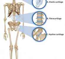 Hrskavice tkiva: funkcija i strukturne karakteristike