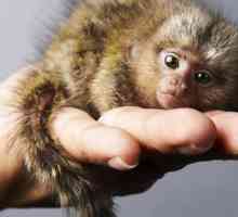 Majmunima - mali majmun sa velikim očima. Kratak opis obrasca
