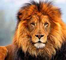 Ime lav: poreklo i značenje. Lav: Ime funkcija