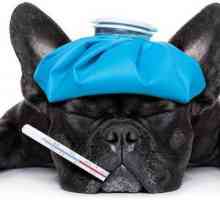 "Imunofan" za pse: uputstva za upotrebu, analoge i povratne informacije. Da li je moguće…