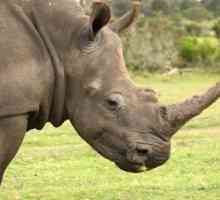 Indian nosoroga: opis, stanište, fotografije