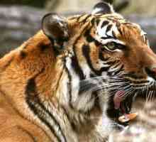 Indokineska tiger: opis sa fotografijama