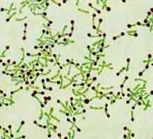 Zaraznih bolesti: difterija patogena