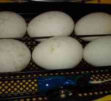 Inkubacija guska jaja u kući: uslovi i preporuke