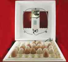 Inkubacija jaja u kući: nijanse i specifičnosti procesa