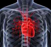 Inervacija srca. Klinički anatomija srca