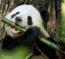 Zanimljivosti o pande koji će impresionirati mnoge