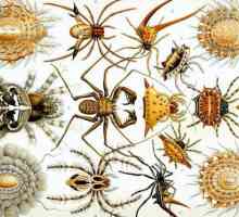 Zanimljivosti o pauka. Class Arahnidi: 10 zanimljivih činjenica